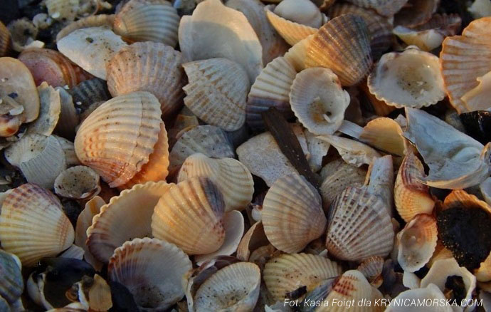 Zbliżenie na muszle Bałtyku