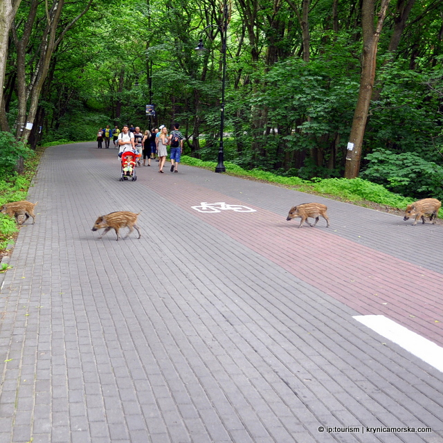 dziki w krynicy morskiej można spotkac częśto - nie są niebezpieczne !