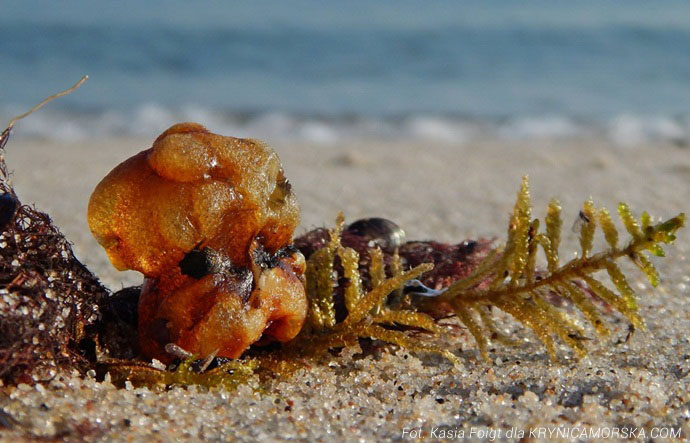 Poszukiwanie bursztynu