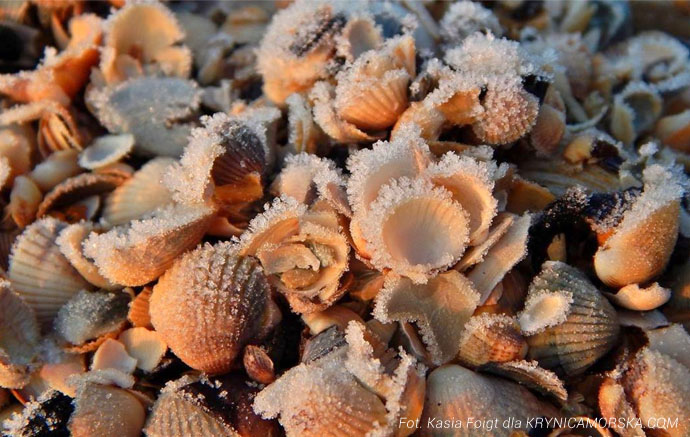 Muszle pokryte lodem