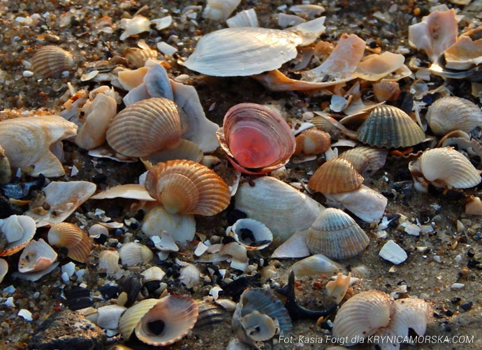 Muszle Bałtyku na plaży