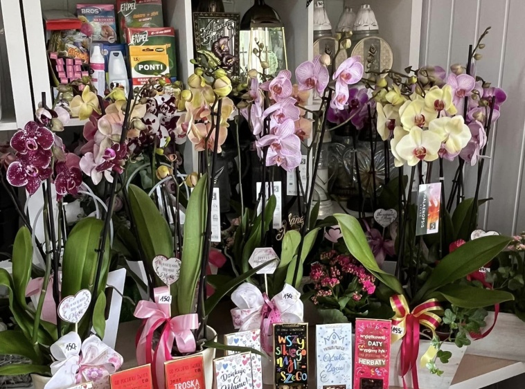 Kwiaciarnia Stokrotka - Krynica Morska 