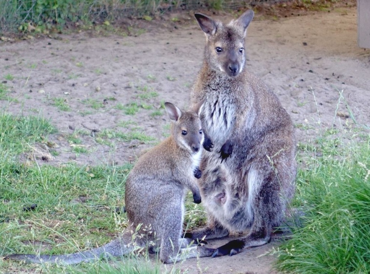 Mini Zoo Farma Jantar