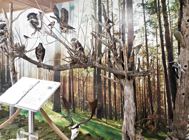 Muzeum Przyrodniczo-Myśliwskie 