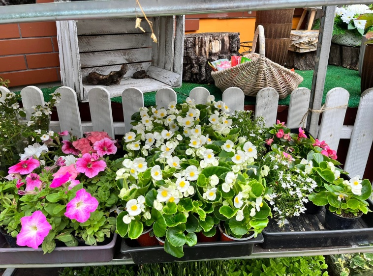 Kwiaciarnia Stokrotka - Krynica Morska 