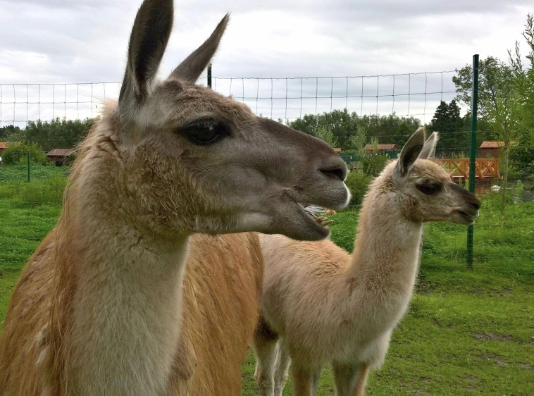 Mini Zoo Farma Jantar