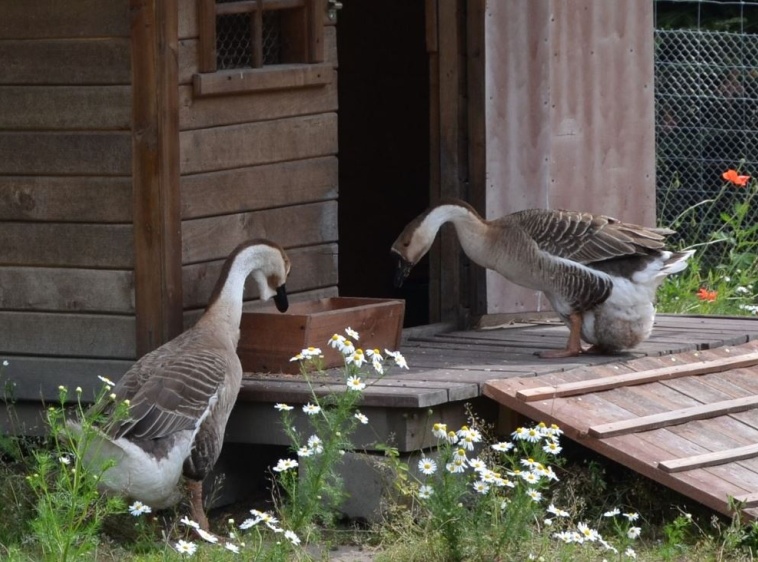 Mini Zoo Farma Jantar