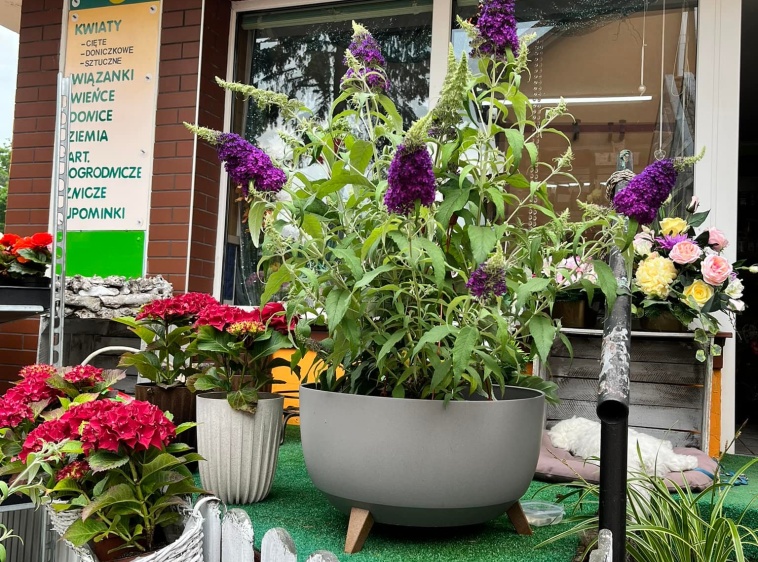 Kwiaciarnia Stokrotka - Krynica Morska  