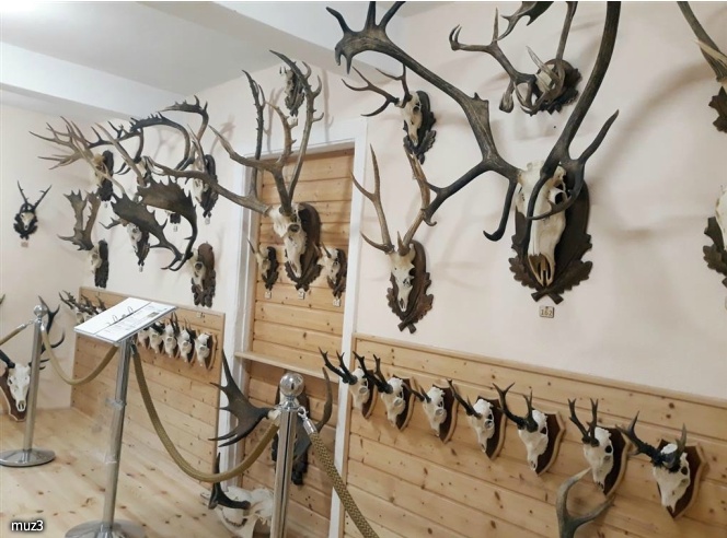 Muzeum Przyrodniczo-Myśliwskie 