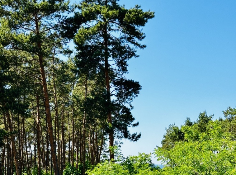 Apartamenty & Restauracja Nadmorska Apartament nr 1 - poziom dolny, boczny widok z okna dachowego